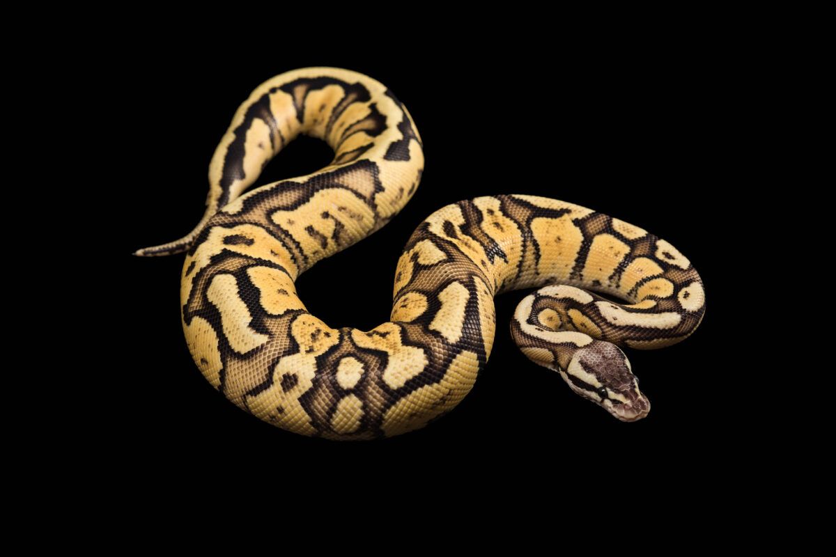 ¿Es adecuado tener una serpiente de mascota?
