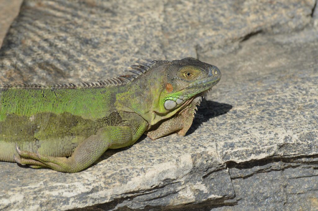 Iguana verde o iguana común