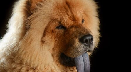 ¿Por qué los chow chow tienen la lengua azul?