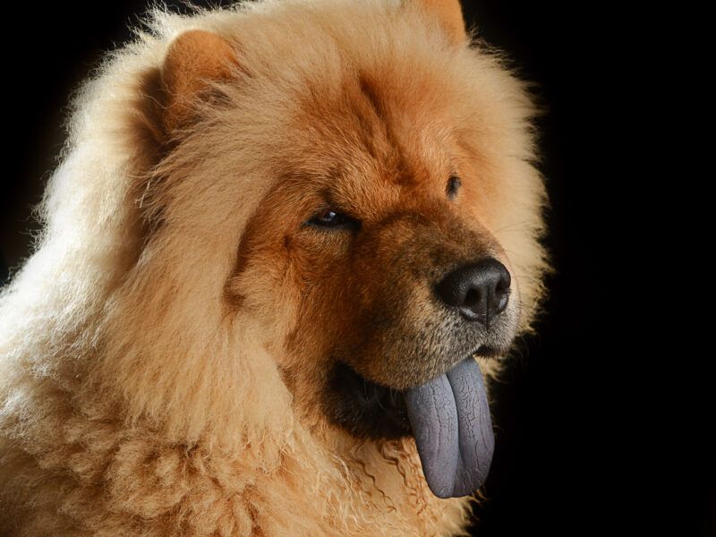 ¿Por qué los chow chow tienen la lengua azul?