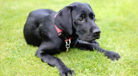 Caspa en perros, remedios caseros