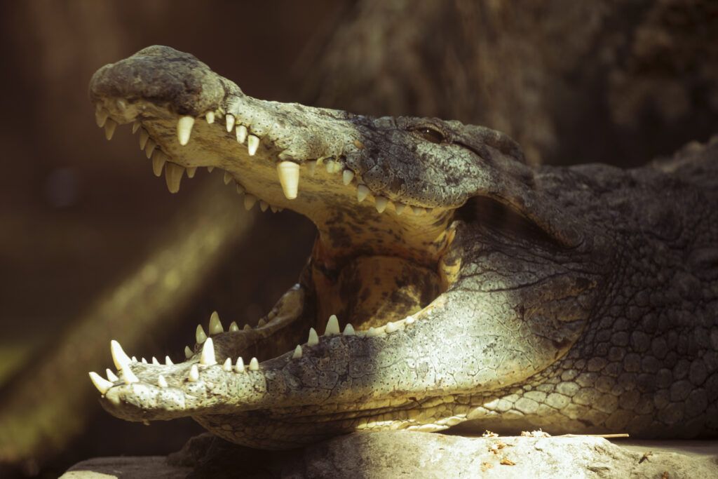 Dentadura de un cocodrilo