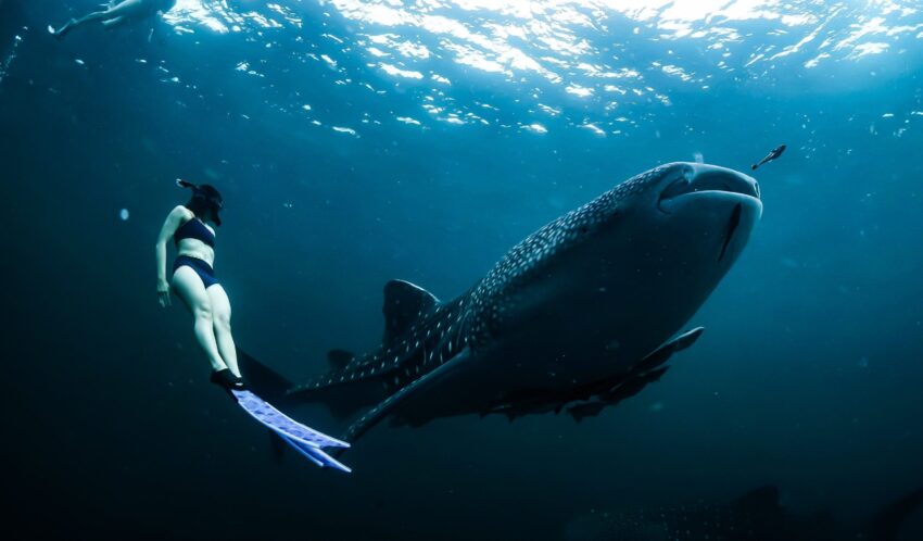 Hábitat del tiburón ballena