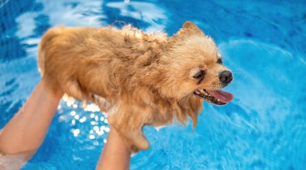¿Todos los perros saben nadar?