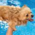 Pomerania nadando en piscina