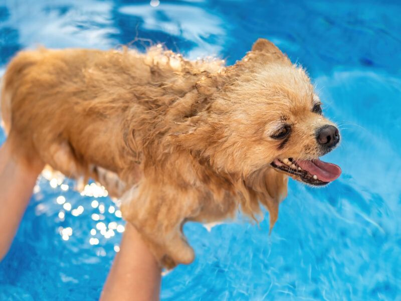 ¿Todos los perros saben nadar?