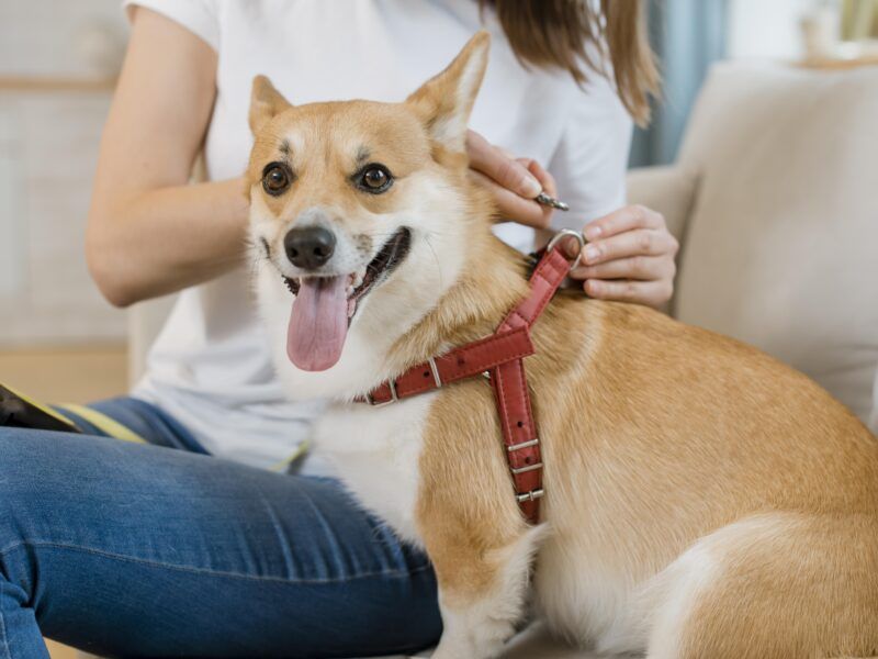 Mi perro me muerde cuando le pongo el arnés