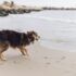 playas para perros