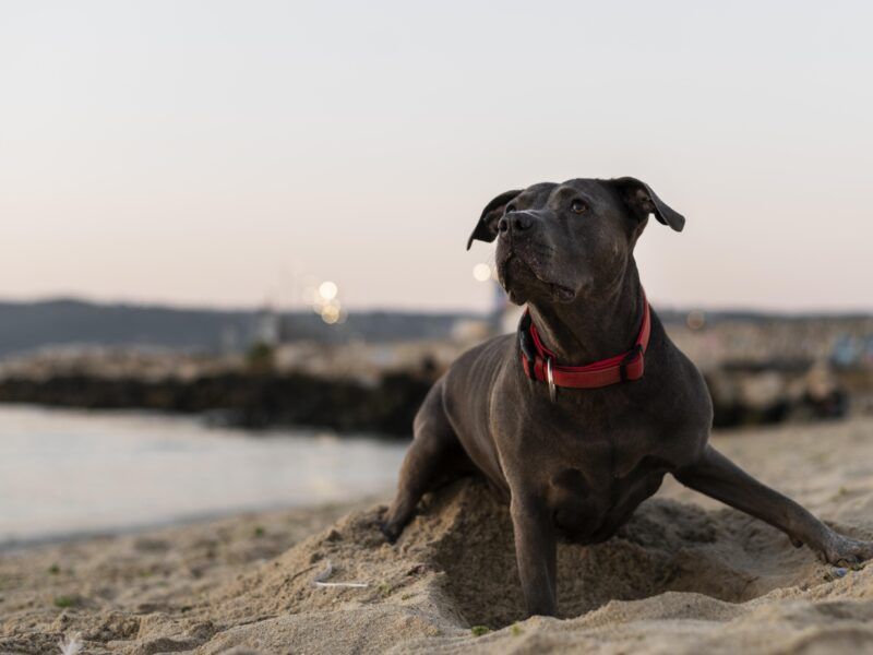Playas para perros en verano