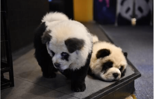 Perros chow chow pintados como pandas