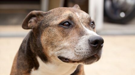 Razas de perros musculosos