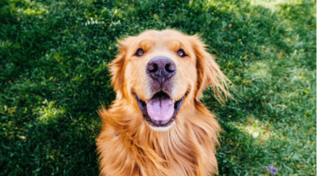 11 Consejos para el cuidado de tu perro en casa