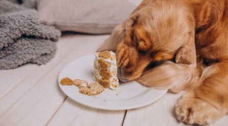 ¿Los perros pueden comer queso?