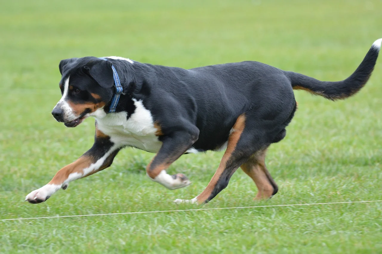 perro gran boyero suizo corriendo