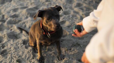 ¿Cómo entrenar a mi pitbull cachorro?