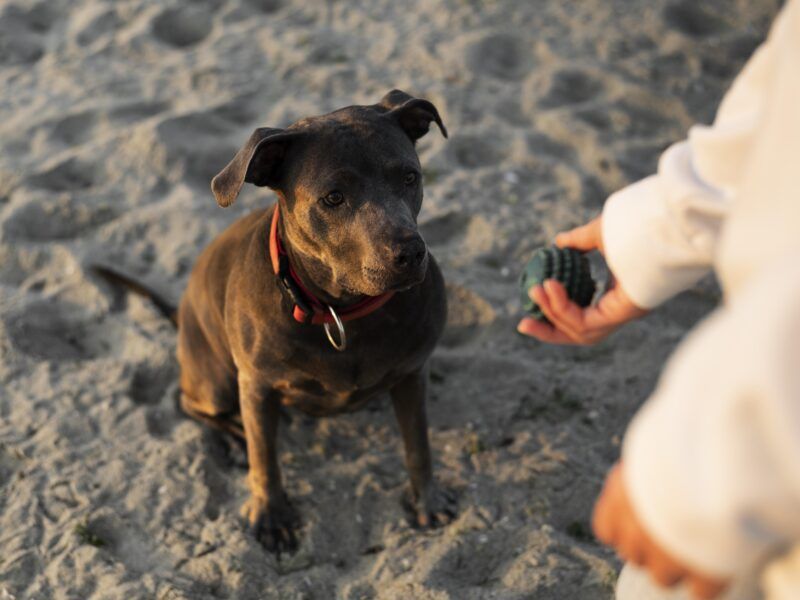¿Cómo entrenar a mi pitbull cachorro?