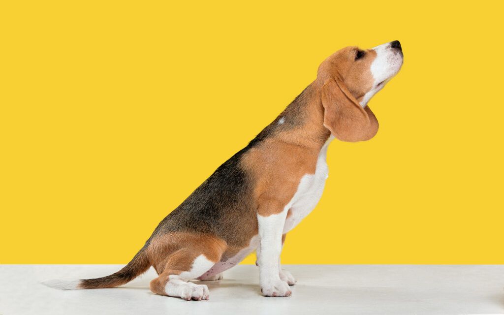 Cachorro Beagle sentado