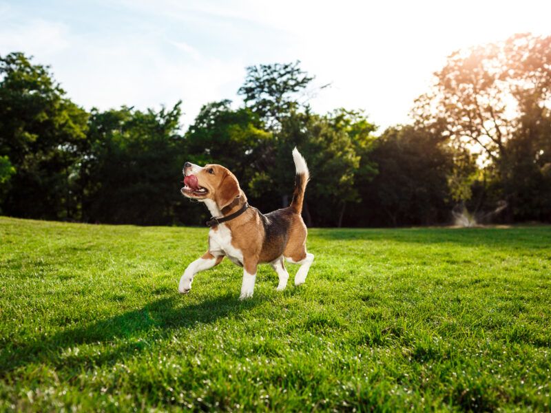 Cómo educar a un Beagle