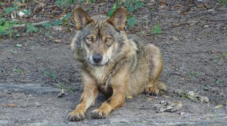 Perro lobo ibérico vs Perro lobo checoslovaco