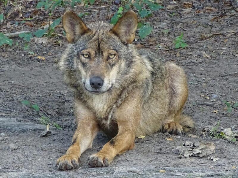 Perro lobo ibérico vs Perro lobo checoslovaco