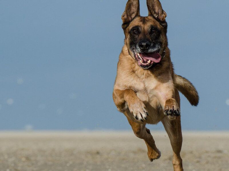 Cómo entrenar a un pastor belga malinois