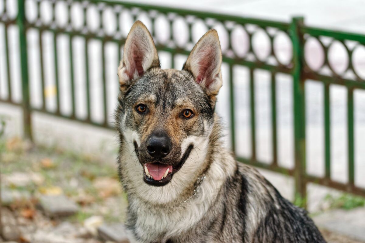 ¿El perro lobo checoslovaco es una raza peligrosa?