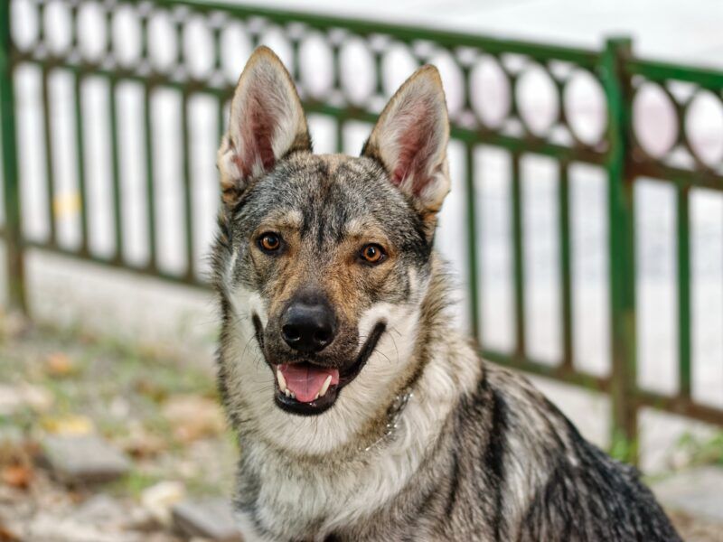 ¿El perro lobo checoslovaco es una raza peligrosa?