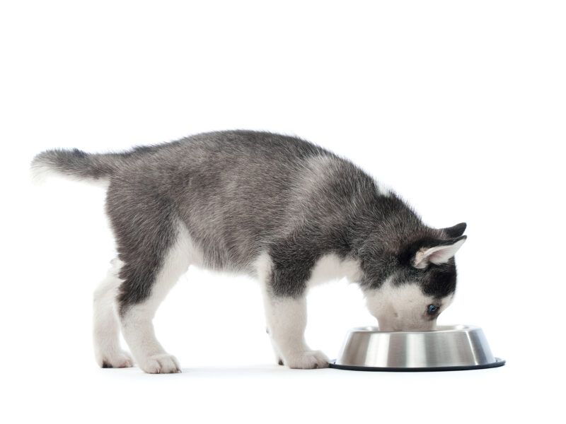 ¿Los perros pueden comer piña?