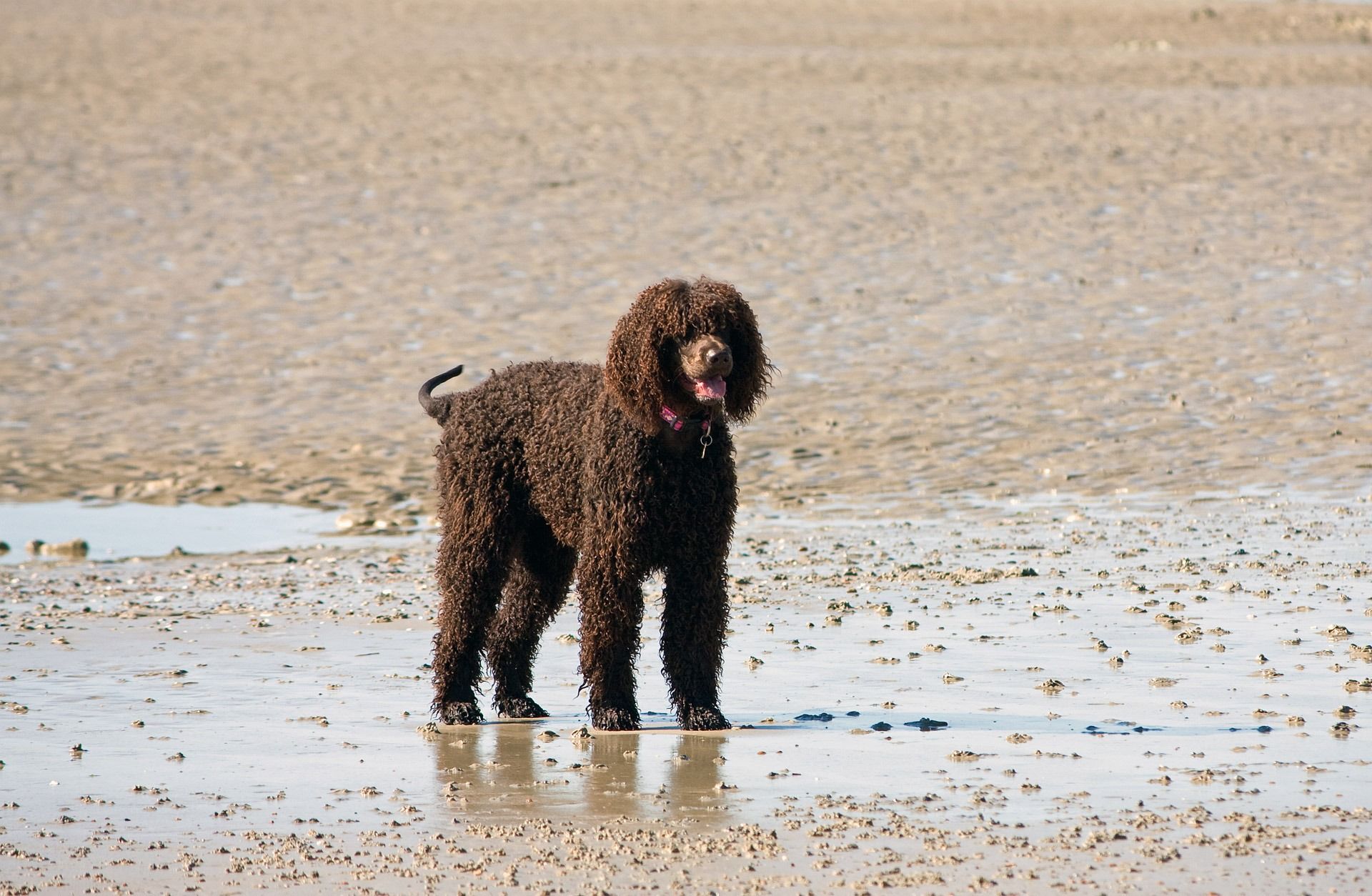 perro de agua irlandés en la playa