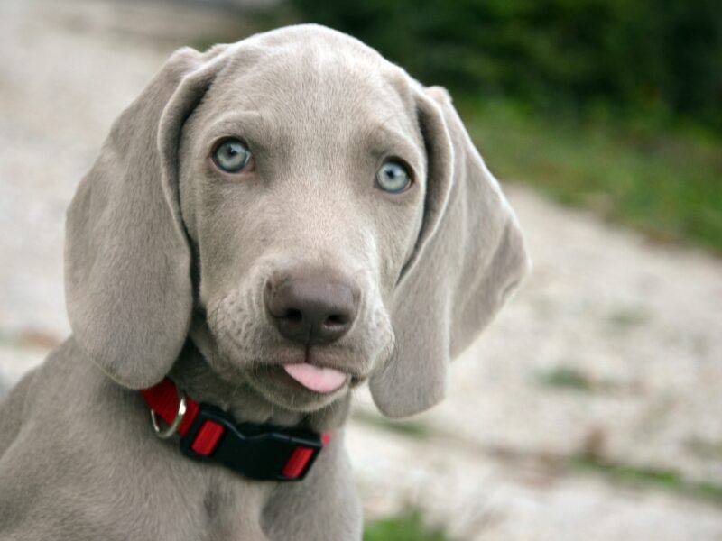 ¿Cuántos cachorros tiene un braco de Weimar?