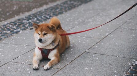 Perros que parecen zorros