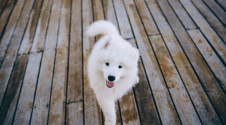Perros que parecen peluches
