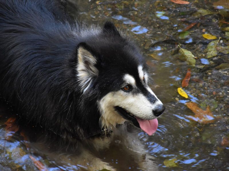 Razas de perros que les gusta el agua