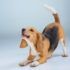 perro beagle ladrando