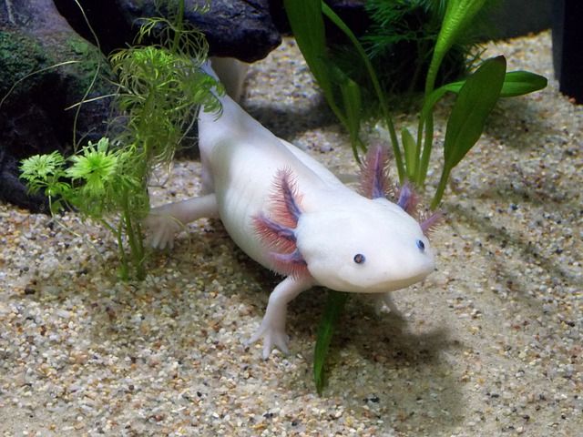 axolotl o ajolote cuadrupedo