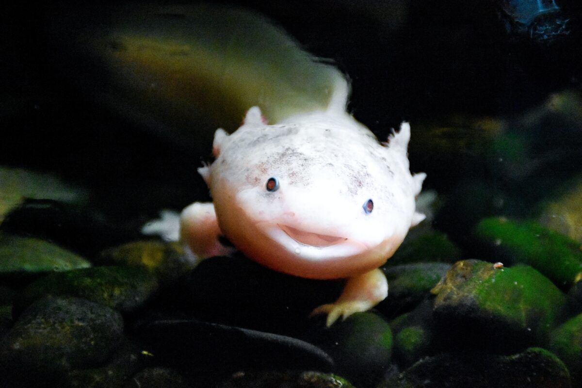 ¿Sabes qué es el axolotl?