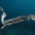tiburon anguila, uno de los animales más raros del mundo