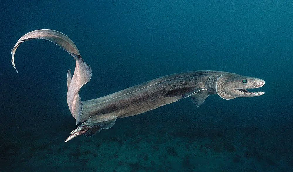 El animal más extraño del mundo: el tiburón anguila