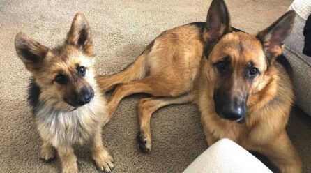 ¿Existe el enanismo en perros?