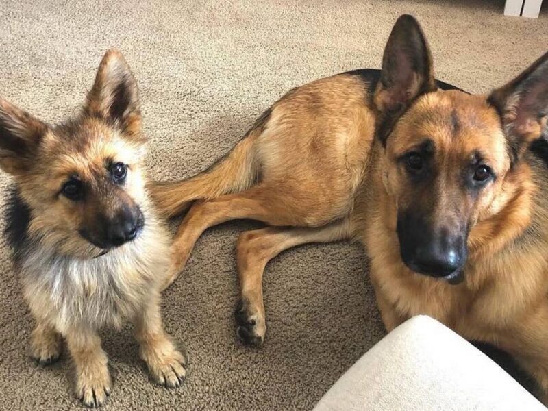 ¿Existe el enanismo en perros?