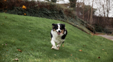 Las razas de perros más inteligentes del mundo