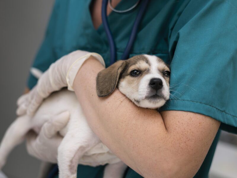 ¿Qué es la Prednisona para perros? ¿Para qué sirve y cuáles son sus efectos?