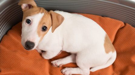 ¿Por qué mi perro me mira fijamente?