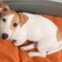 Jack Russel Terrier tumbado en una cama de perros