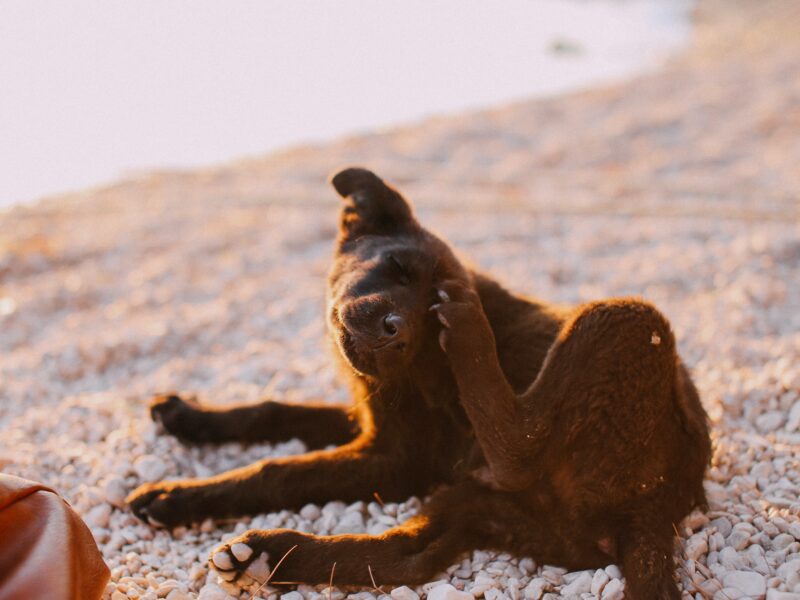 Dermatitis en perros en verano
