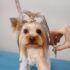 Yorkshire terrier en peluquería canina