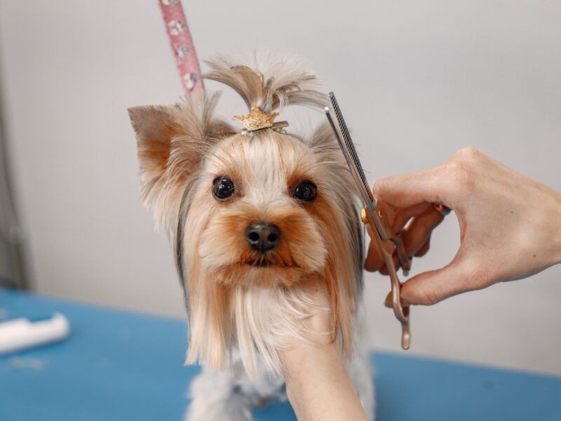 Cómo cortarle el pelo a mi perro en casa