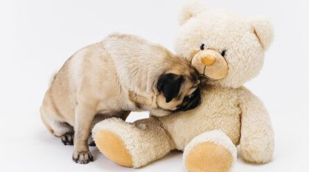 ¿Por qué los perros huelen las partes íntimas?
