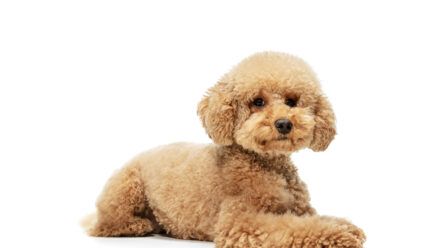 Descubre la nueva raza de perros Maltipoo