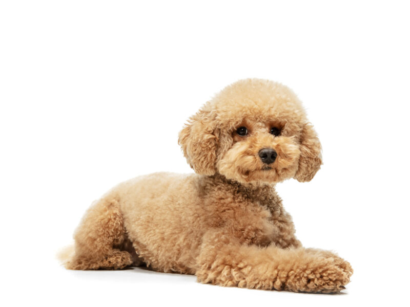 Descubre la nueva raza de perros Maltipoo